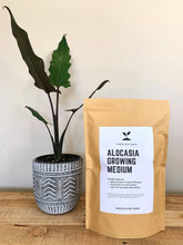 Load image into Gallery viewer, ALOCASIA Soil Mix - Houseplant Growing Medium - 3 LB / 2 Gallon