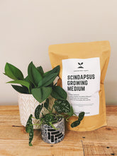 Load image into Gallery viewer, SCINDAPSUS Soil Mix - Houseplant Growing Medium - 3 LB / 2 Gallon