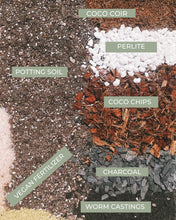 Load image into Gallery viewer, ALOCASIA Soil Mix - Houseplant Growing Medium - 3 LB / 2 Gallon
